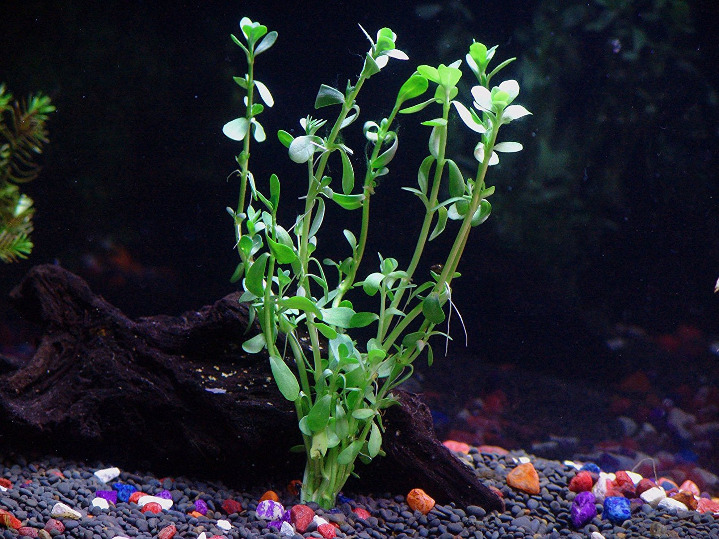 8 Species Aquarium Plants Bundle – Anacharis, Hornwort, Amazon Sword, Moneywort, Ludwigia and Cryptocoryne Aqua Leaf Aquatics