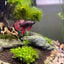 Wild bettas Type (Male) BETTA Danaqua Live Fish & More