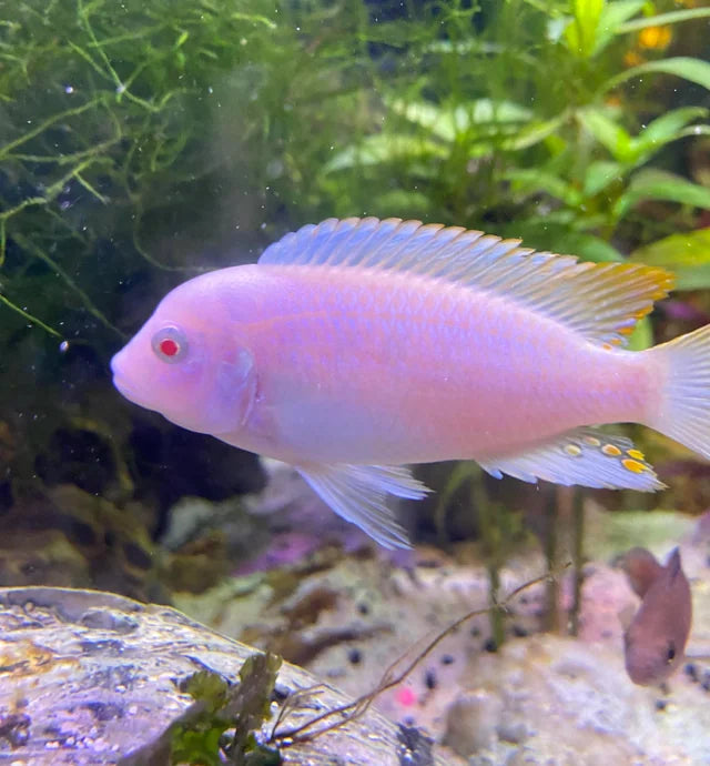 Albino Zebra CICHLID AFRICAN CICHLIDS Danaqua Live Fish & More