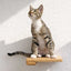 Cat Climbing Shelf Natural Bamboo None Cat shelves/bed Catastrophic Creations
