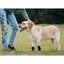 NeoAlly 3-in-1 Front Leg Dog Splint Brace: Rigid & Spring Inserts, Safety Reflective Straps (Pair) Neoallypets
