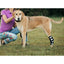 NeoAlly 3-in-1 Long Rear Leg Hock Brace - Rigid and Spring Inserts | Safety Reflective Straps [Long Version] (Pair) Neoallypets