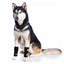 NeoAlly Dog Front Leg Braces: Enhance Safety with Reflective Straps (Pair) Neoallypets