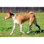 NeoAlly Dog Rear Leg Hock Brace with Metal Spring Strips for Large Dogs [Long Version] (Pair) Neoallypets