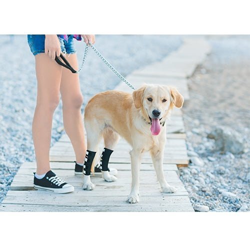 NeoAlly Dog Rear Leg Hock Brace with Safety Reflective Straps for Large Dogs [Long Version] Neoallypets