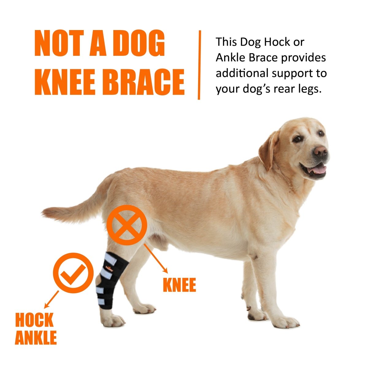 NeoAlly Dog Rear Leg Hock Brace with Safety Reflective Straps for Large Dogs [Long Version] Neoallypets