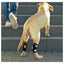NeoAlly Dog Rear Leg Hock Brace with Safety Reflective Straps for Small Dogs [Short Version] Neoallypets