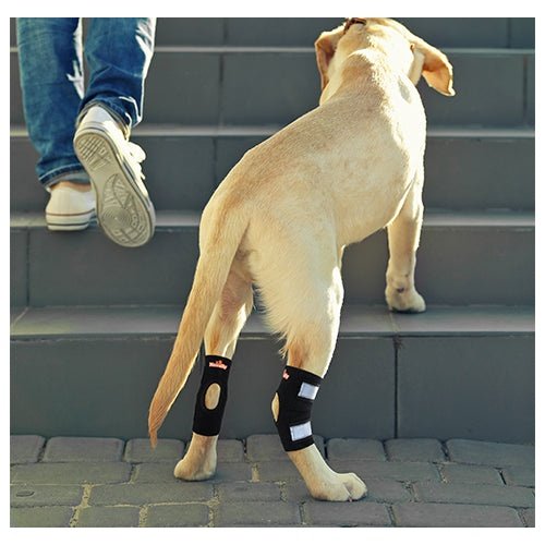 NeoAlly Dog Rear Leg Hock Brace with Safety Reflective Straps for Small Dogs [Short Version] Neoallypets