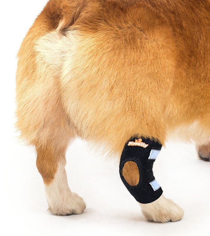 NeoAlly Dog Rear Leg Hock Brace with Safety Reflective Straps for Small Dogs [Short Version] Right Neoallypets