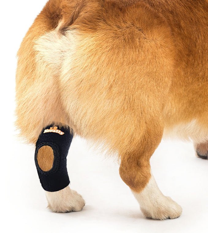 NeoAlly Dog Rear Leg Hock Brace with Safety Reflective Straps for Small Dogs [Short Version] Left Neoallypets