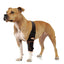 NeoAlly Elbow and Shoulder Brace with Spring Inserts for Dogs and Cats - Enhance Pet Mobility with Optimal Support Left Neoallypets