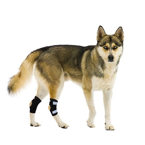 NeoAlly Rear Leg Hock Brace - Metal Spring Strips for Small Dogs [Short Version] (Pair) Neoallypets