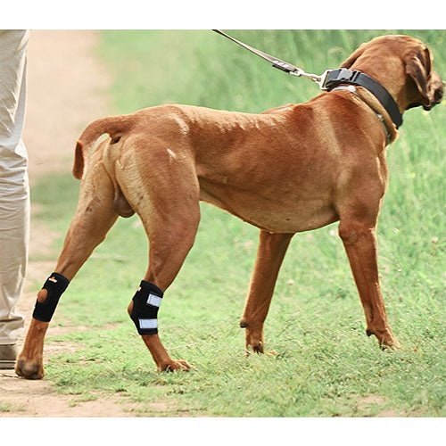 NeoAlly Rear Leg Hock Brace - Metal Spring Strips for Small Dogs [Short Version] (Pair) Neoallypets