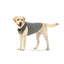 NeoAlly Upgraded Dog Surgical Recovery Vest for Dogs and Cats Neoallypets