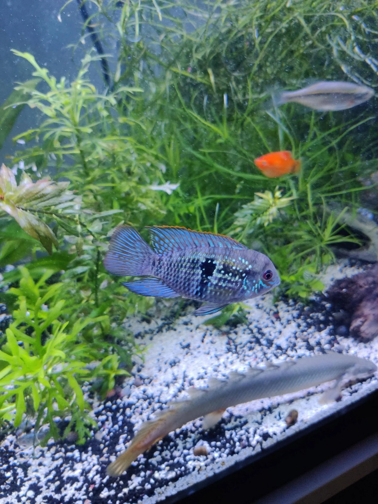 Blue Acara (Aequidens pulcher) AMERICAN CICHLID Danaqua Live Fish & More