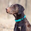 Nylon Flat Dog Collar Dog Collars Dogline