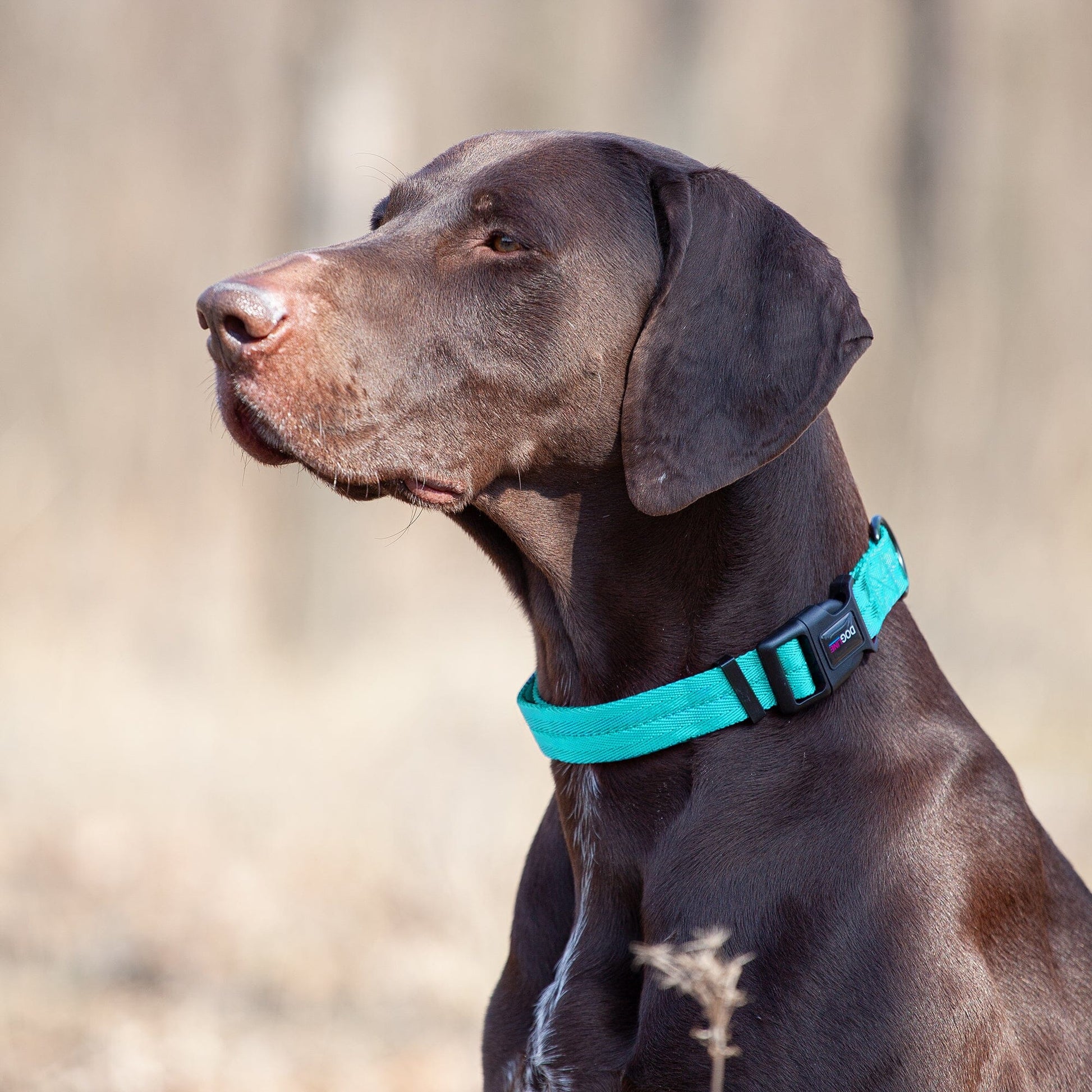 Nylon Flat Dog Collar Dog Collars Dogline