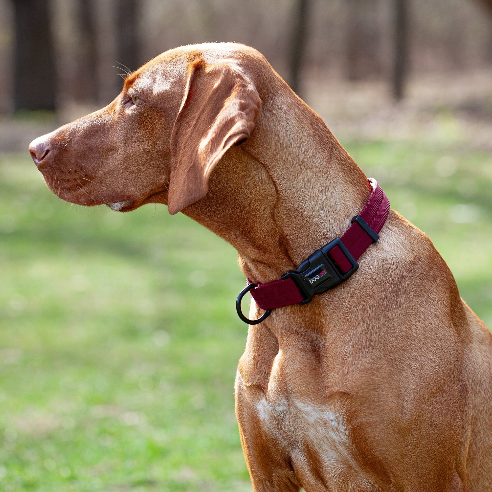 Nylon Flat Dog Collar Dog Collars Dogline