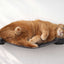 Hanging Cat Bed Hammock Onyx Bamboo Charcoal Gray Canvas 18" Cat Hammock Catastrophic Creations