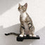 Cat Climbing Shelf Onyx Bamboo None Cat shelves/bed Catastrophic Creations