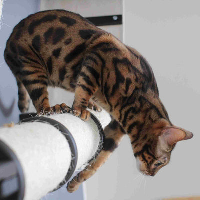 The Plateau - Horizontal Cat Scratcher Bed Set Cat Scratcher Catastrophic Creations