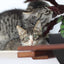 Cat Hammock Wall with Planter Cat Hammock Catastrophic Creations