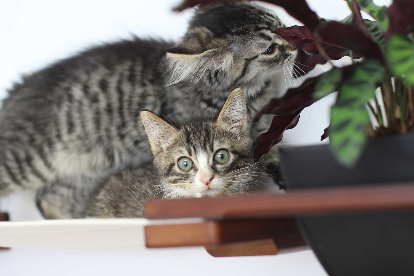 Cat Hammock Wall with Planter Cat Hammock Catastrophic Creations