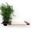 Cat Hammock Wall with Planter Cat Hammock Catastrophic Creations