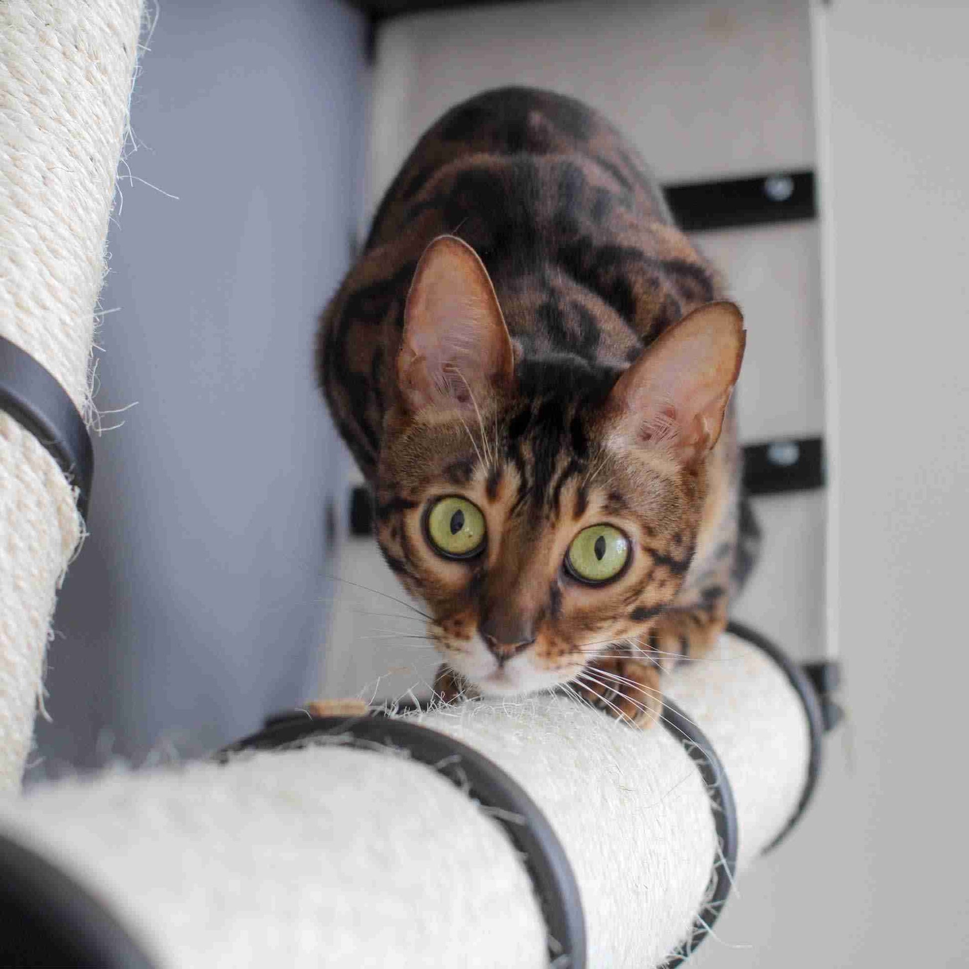 The Plateau - Horizontal Cat Scratcher Bed Set Cat Scratcher Catastrophic Creations