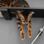 The Plateau - Horizontal Cat Scratcher Bed Set Cat Scratcher Catastrophic Creations