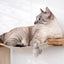 The Play - A Cat Play Wall System Cat Condo Catastrophic Creations