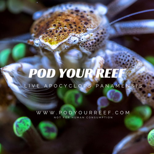 Apocyclops panamensis Reef Copepods Zooplankton Pod Your Reef