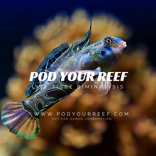 Tisbe Biminiensis Reef Copepods Zooplankton Pod Your Reef