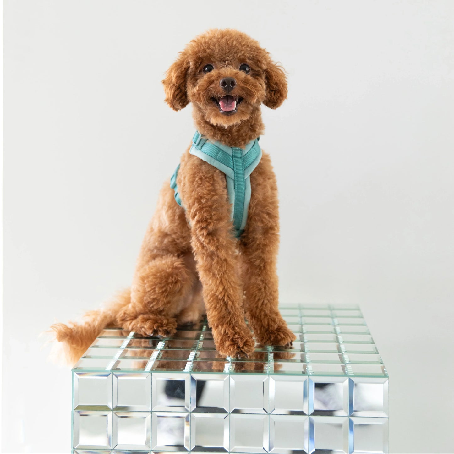 Magenta - Velvet Dog Harness Velvet Harness FURLOU
