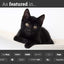 Hanging Cat Bed Hammock Cat Hammock Catastrophic Creations