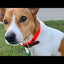 The Cleveland Football Collar by Chief Treats