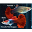 Red Tuxedo guppy PAIR GUPPY Danaqua Live Fish & More