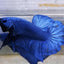 Betta Giant BETTA Danaqua Live Fish & More