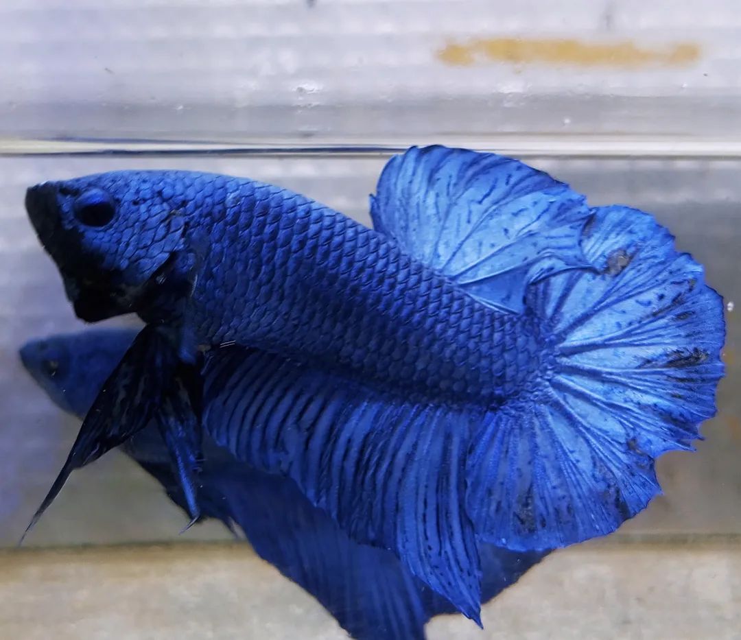 Betta Giant BETTA Danaqua Live Fish & More