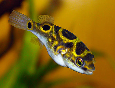 Puffer Figure Eight Puffer Danaqua Live Fish & More