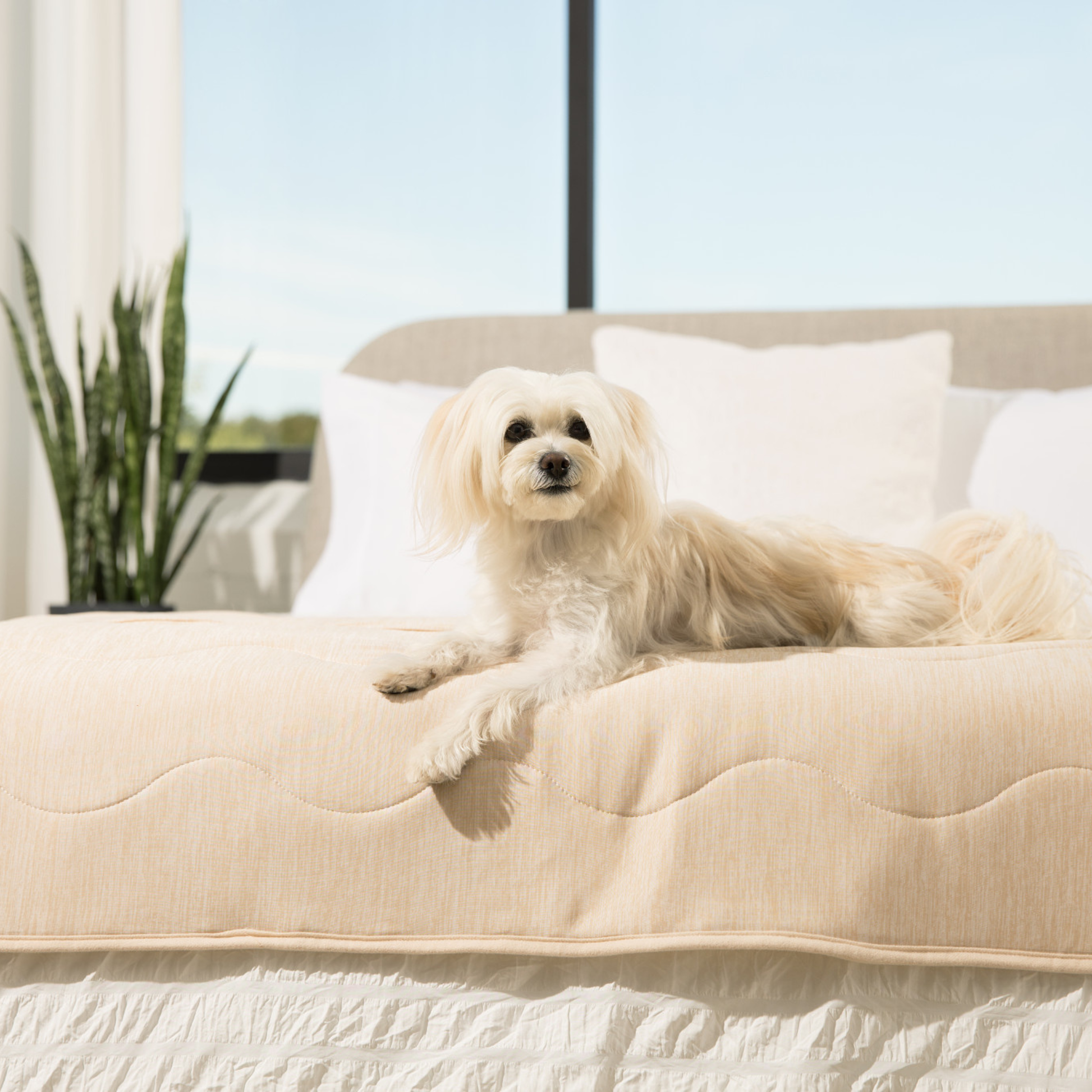 PupChill™ Cooling Waterproof Runner Blanket - Arctic Sand Dog Blanket Paw