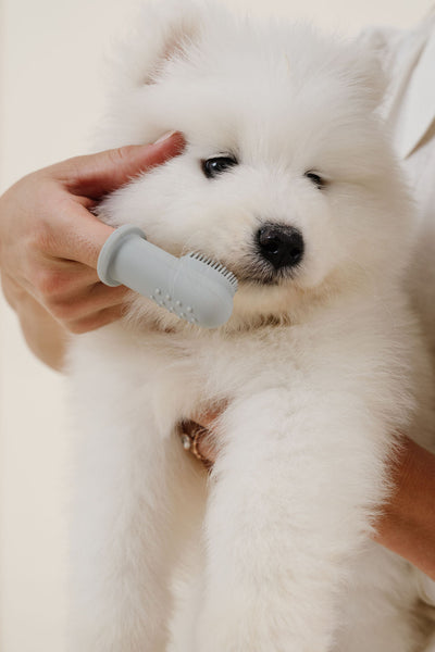 Puppy Breath Toothbrush (wholesale) Dog Supplies Pupwell