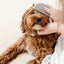 Detailer Comb (wholesale) Pupwell