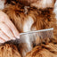Everyday Comb (wholesale) Pupwell
