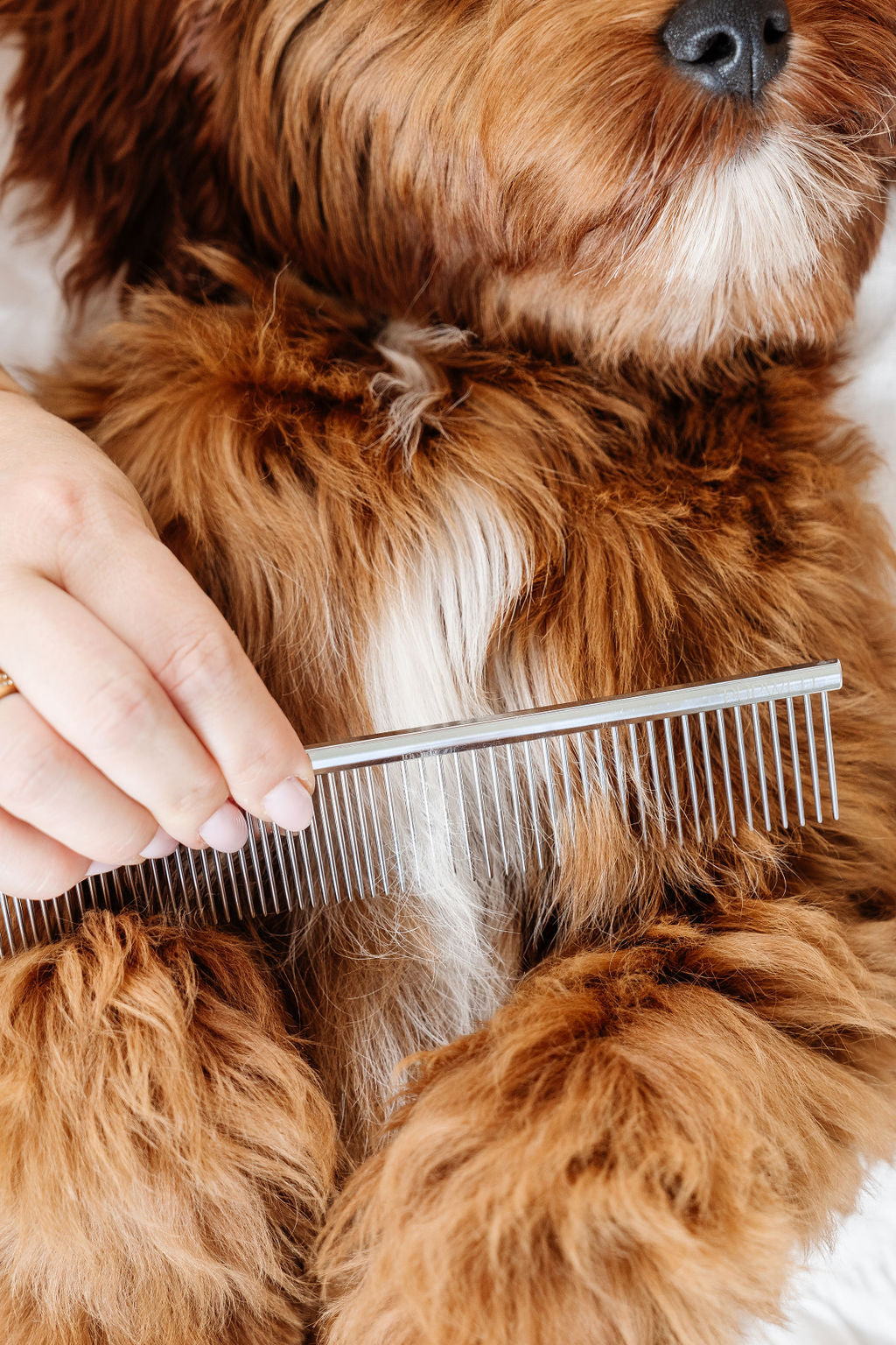 Everyday Comb (wholesale) Pupwell
