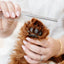 Everyday Comb (wholesale) Pupwell
