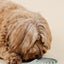 Happy Feelings Lick Mat (wholesale) Dog Supplies Pupwell