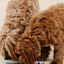 Happy Feelings Lick Mat (wholesale) Dog Supplies Pupwell