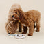 Happy Feelings Lick Mat (wholesale) Dog Supplies Pupwell