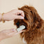 Puppy Breath Toothbrush (wholesale) Dog Supplies Pupwell